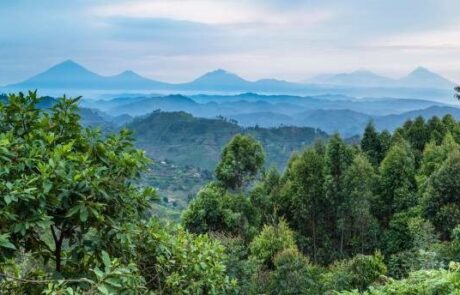 Bwindi-Gorila-Park-612×344