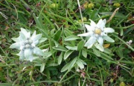 Chamonix-Zermatt-3-300×225-1-300×225-1