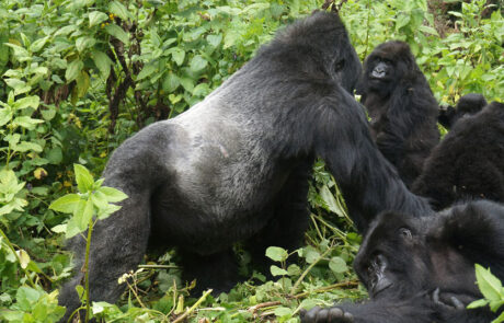 Familia-de-Gorilas-950×534