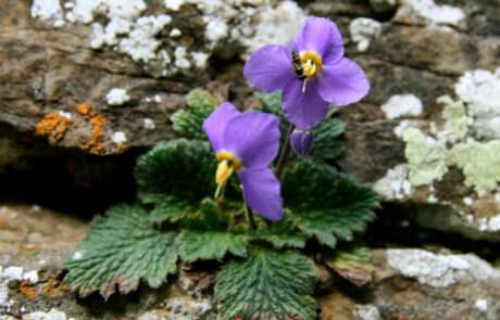 SENDERISMO EN ORDESA SENDERISMO EN ORDESA