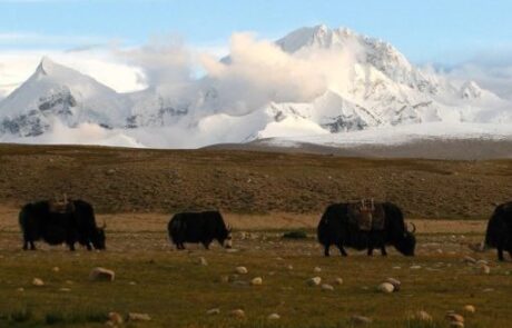 Shisa-Pangma-e1643284474445-509×341