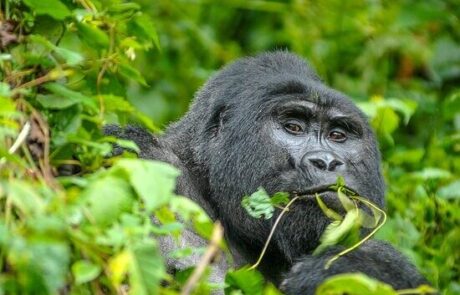 gorila-550×368
